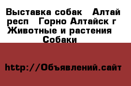 Выставка собак - Алтай респ., Горно-Алтайск г. Животные и растения » Собаки   